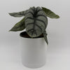 Alocasia Silver Dragon