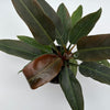 Philodendron Autumn