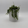 String of Turtles (Peperomia Prostrata)