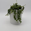 String of Turtles (Peperomia Prostrata)