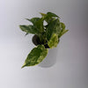 Pothos Marble Queen