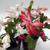 Christmas Cactus