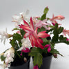 Christmas Cactus