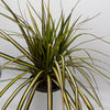 Dracaena Ray Of Sunshine