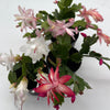 Christmas Cactus