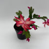 Christmas Cactus