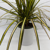 Dracaena Ray Of Sunshine