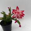 Christmas Cactus