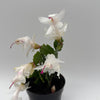 Christmas Cactus