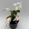 Christmas Cactus