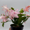 Christmas Cactus