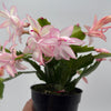 Christmas Cactus