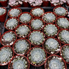 Echeveria Minima Blue Rosette