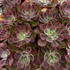 Echeveria Red Baron