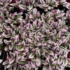 Tradescantia Zebrina