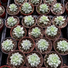Graptopetalum Petal