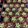 Haworthia Star Window