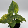 Variegated Alocasia Macrorrhiza Aurea