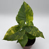 Variegated Alocasia Macrorrhiza Aurea