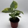 Variegated Alocasia Macrorrhiza Aurea
