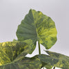 Variegated Alocasia Macrorrhiza Aurea