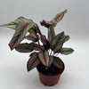 Calathea White Star