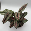 Calathea White Star