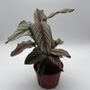 Calathea White Star