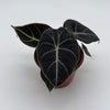 Alocasia Black Velvet