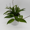 Hoya Mystery Bundle Box - 3 Hoya Plants