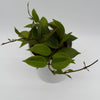 Hoya Mystery Bundle Box - 3 Hoya Plants