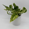 Pothos Mystery Bundle Box - 3 Pothos Plants