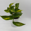 Pothos Mystery Bundle Box - 3 Pothos Plants
