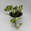 Pothos Mystery Bundle Box - 3 Pothos Plants