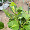 Hoya Obovata Reverse