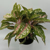 Aglaonema 'Chanel'