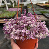 Callisia Repens Pink Lady Turle Vine