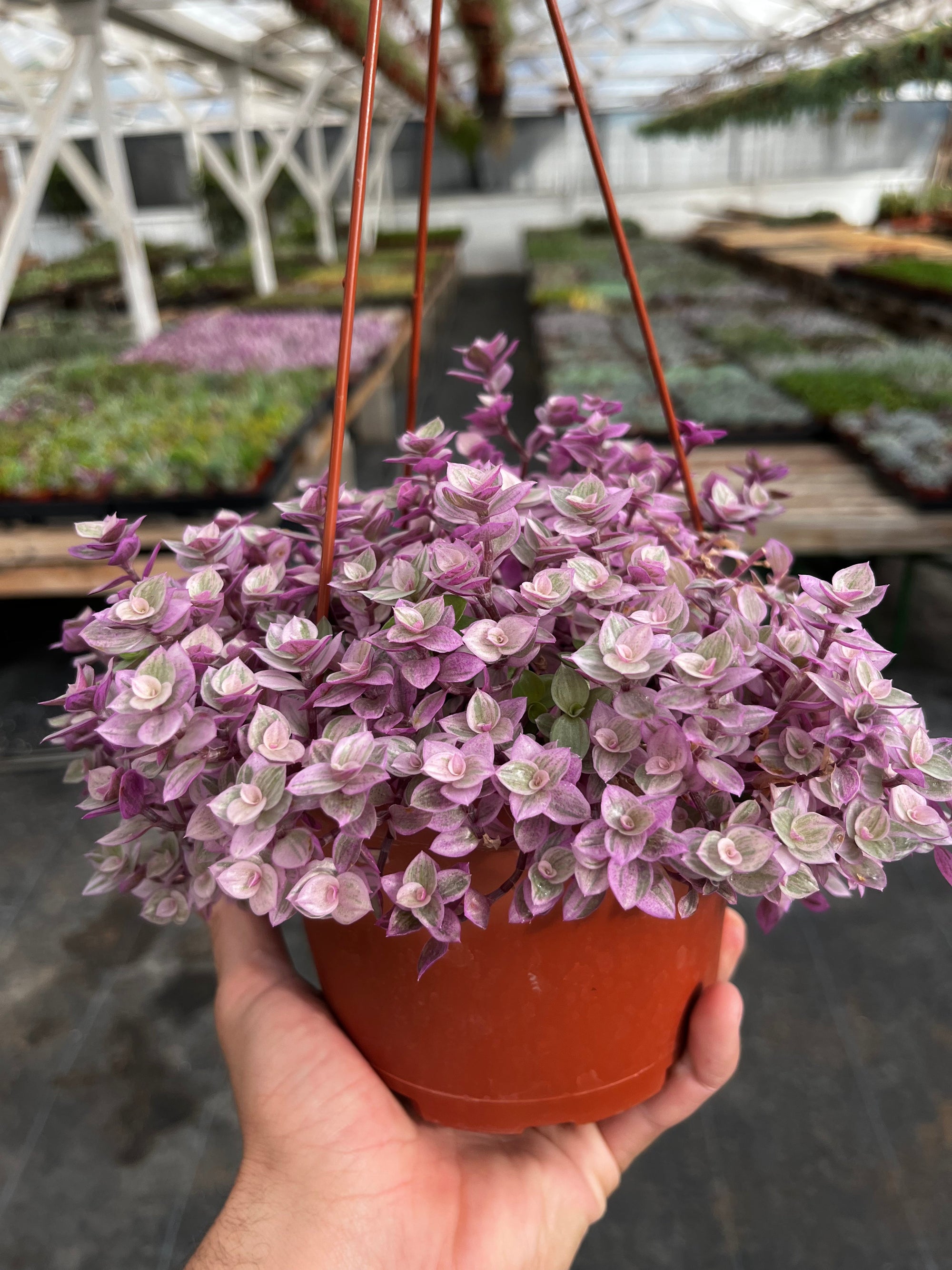 Callisia Repens Pink Lady Turle Vine