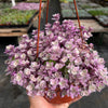 Callisia Repens Pink Lady Turle Vine