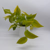 Pothos Neon