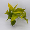 Pothos Neon