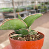 Sansevieria Samurai - 6" Pot