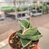 Sansevieria Samurai - 6" Pot