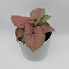 Syngonium Neon Pink