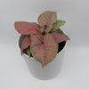 Syngonium Neon Pink