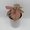 Syngonium Neon Pink