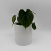 Philodendron Plowmanii