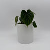 Philodendron Plowmanii