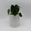 Philodendron Plowmanii