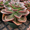Echeveria Melaco Brown Rose